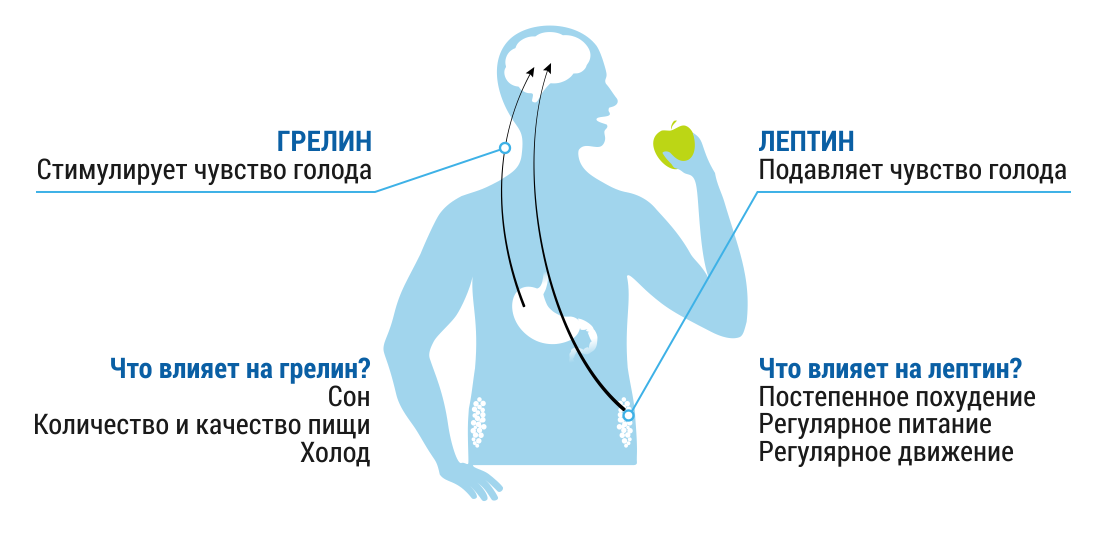 Влияние грелина на процесс похудения